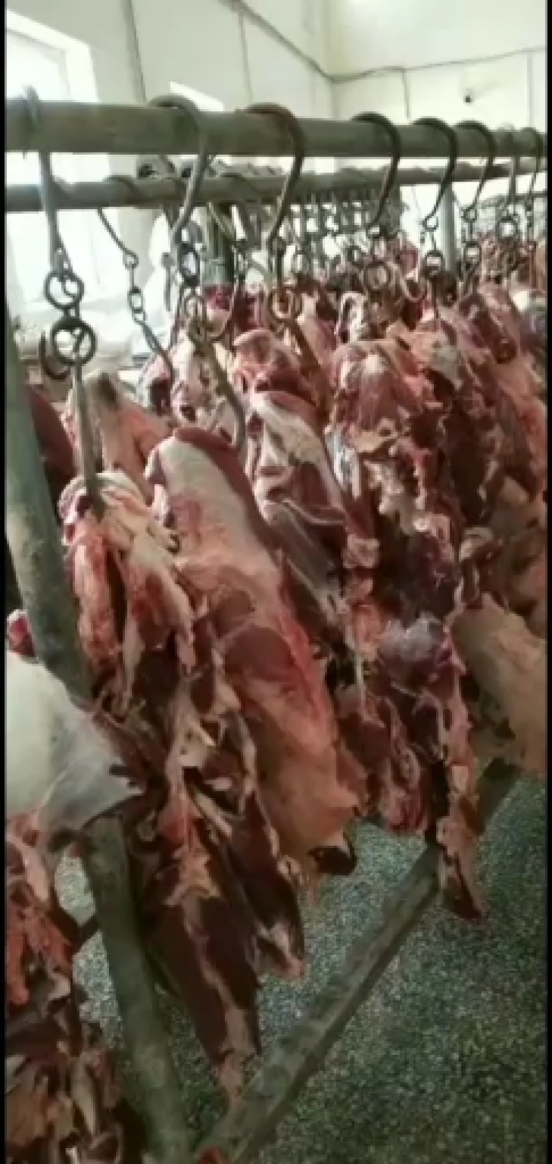 满肉牛排多肉牛排可整发可锯锻一手货源量大价优
