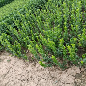 瑞钰园林卫矛百万棵大量上市