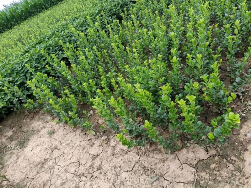 瑞钰园林卫矛百万棵大量上市