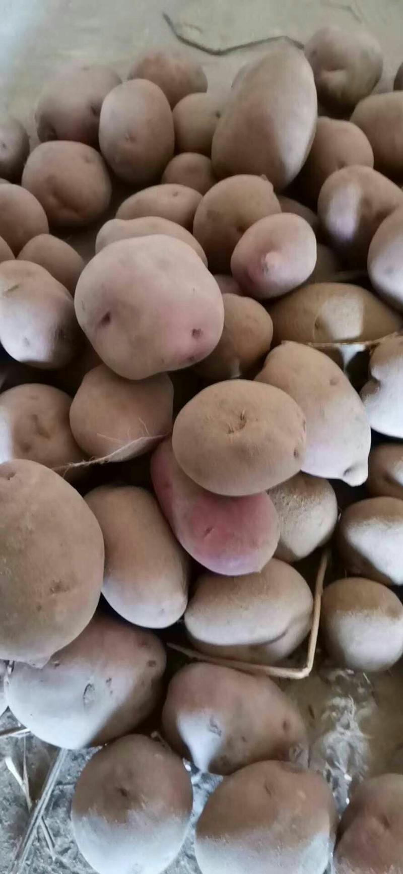 【推荐】红皮土豆陕西榆林个大饱满保质保量欢迎来电咨询