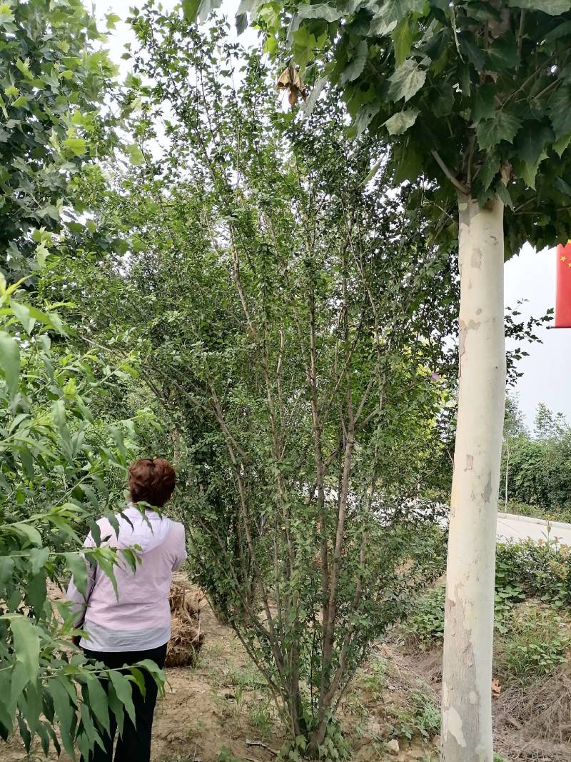 高度3-4米丛生木槿大冠幅