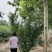 高度3-4米丛生木槿大冠幅