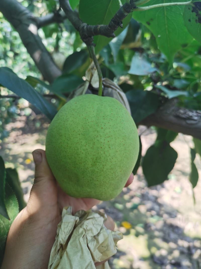 山东梨（长把梨）大量上市，量大，价格低欢迎来电咨询选购
