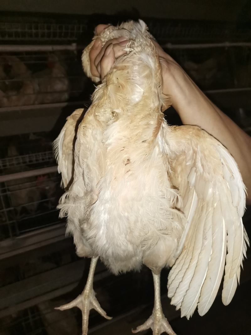 淘汰老母，均重3.78价格便宜，八成半毛