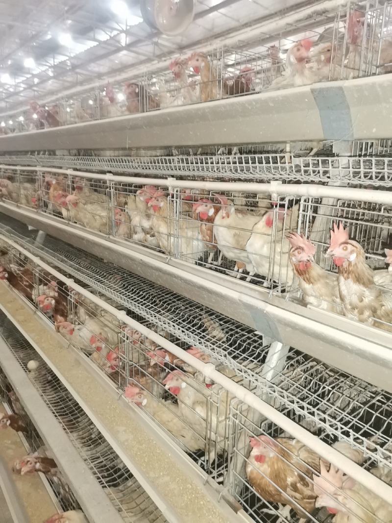 淘汰老母，均重3.78价格便宜，八成半毛