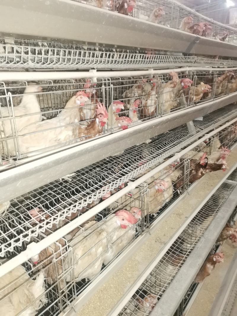 淘汰老母，均重3.78价格便宜，八成半毛