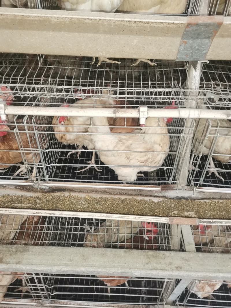 淘汰老母，均重3.78价格便宜，八成半毛