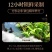 过检测霍山铁皮枫斗，合作社自产自销，石斛，精品石斛