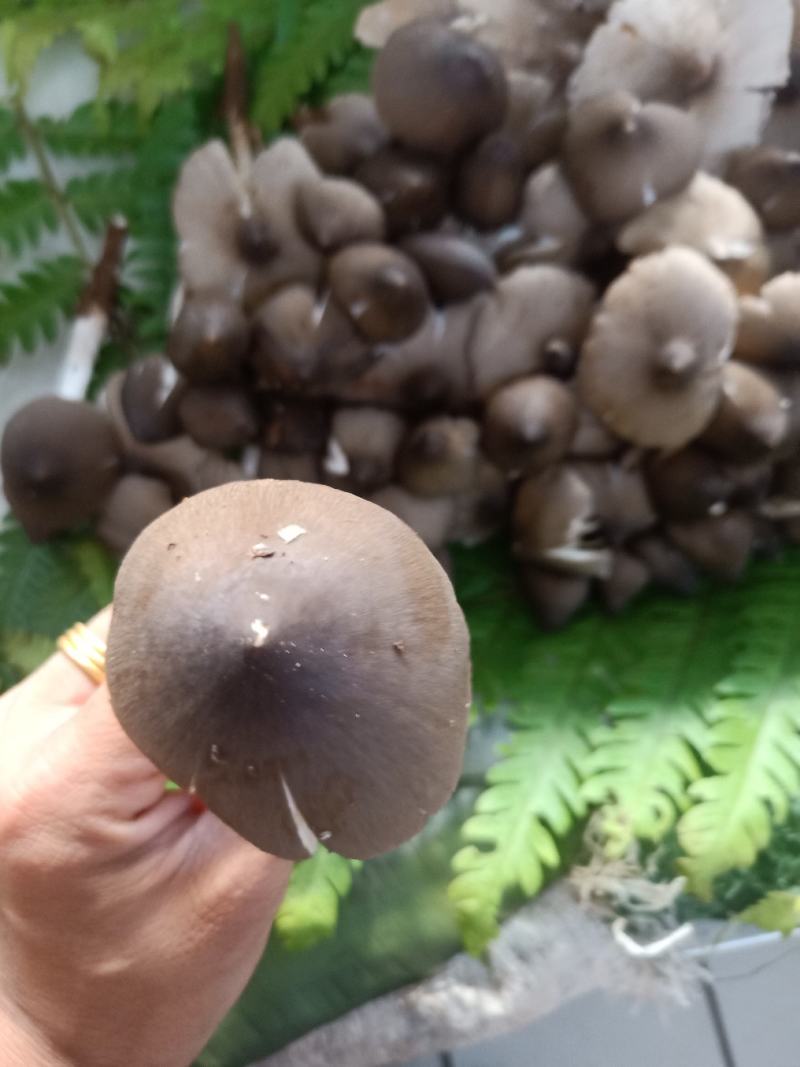 云南普洱鸡枞菌_鲜货