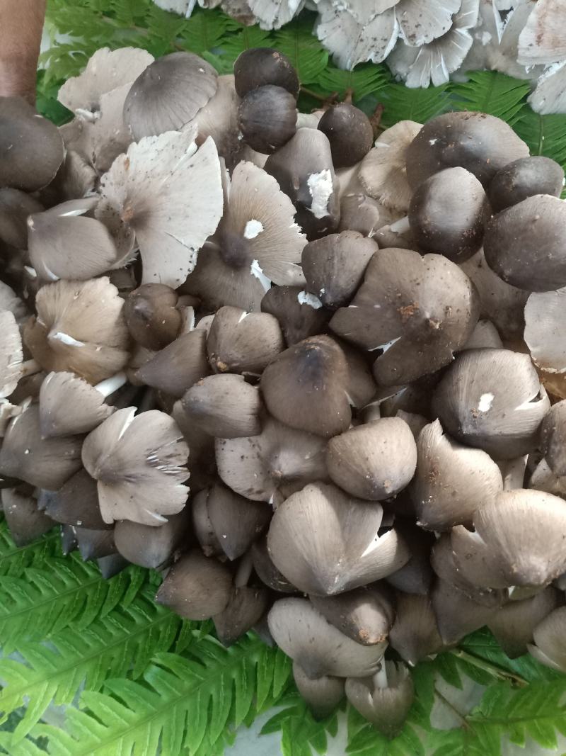 云南普洱鸡枞菌_鲜货