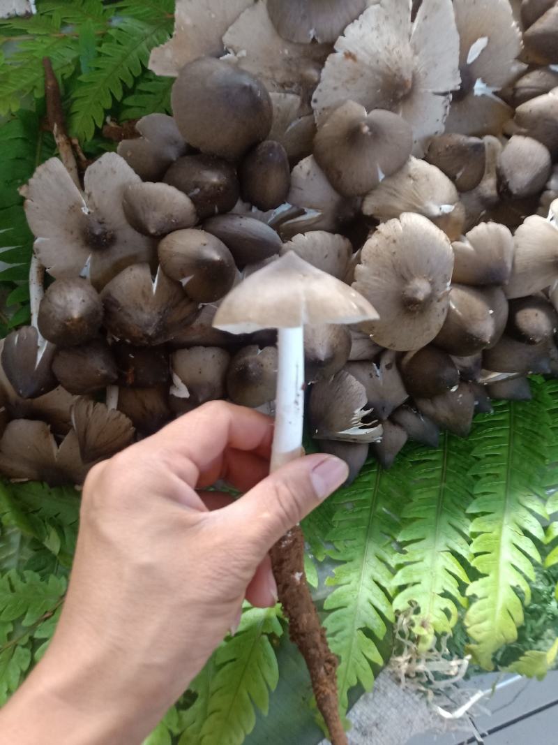 云南普洱鸡枞菌_鲜货