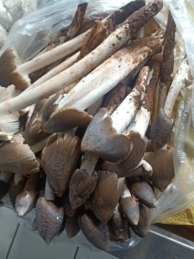云南普洱鸡枞菌_鲜货