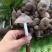 云南普洱鸡枞菌_鲜货