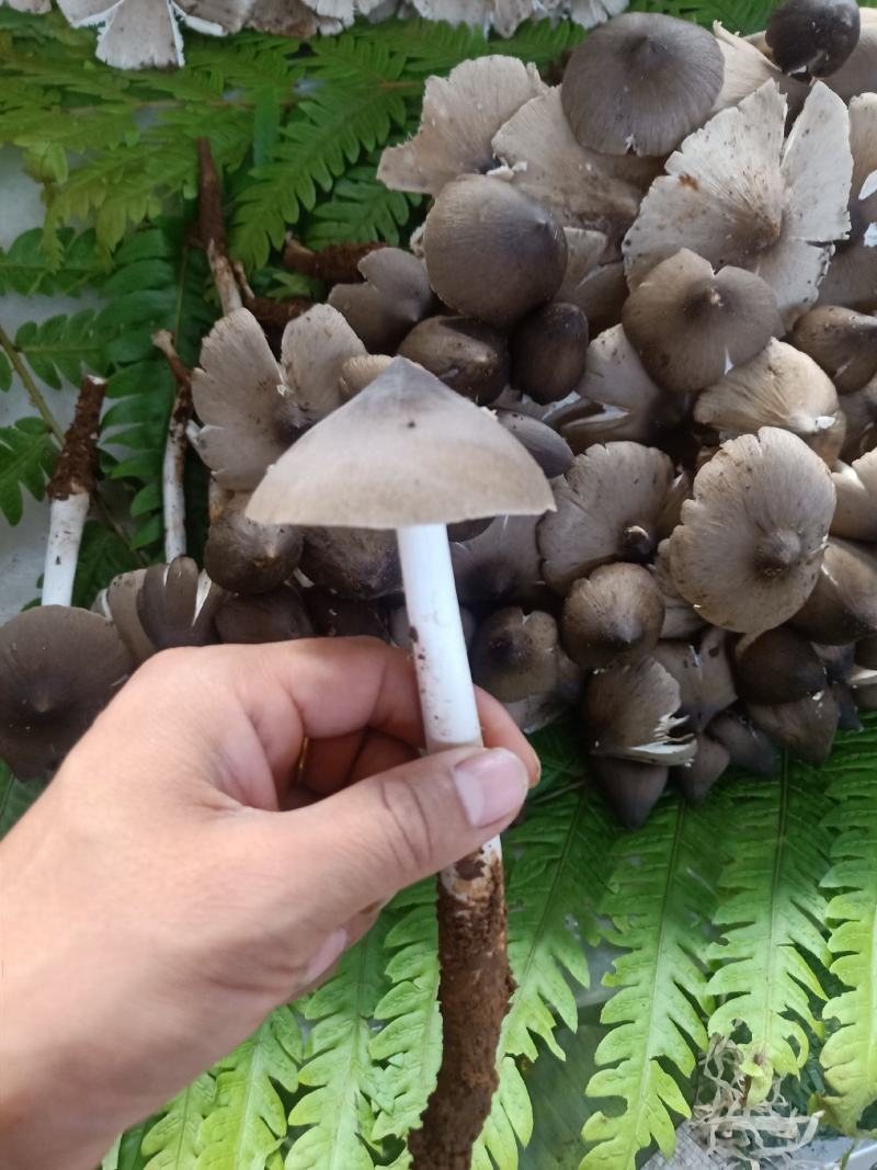云南普洱鸡枞菌_鲜货