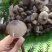 云南普洱鸡枞菌_鲜货