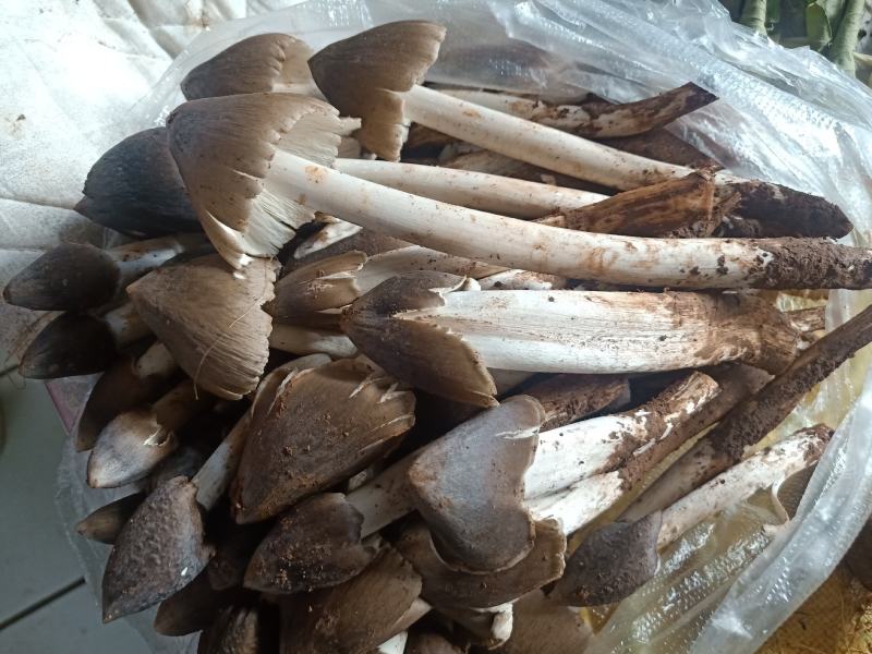 云南普洱鸡枞菌_鲜货