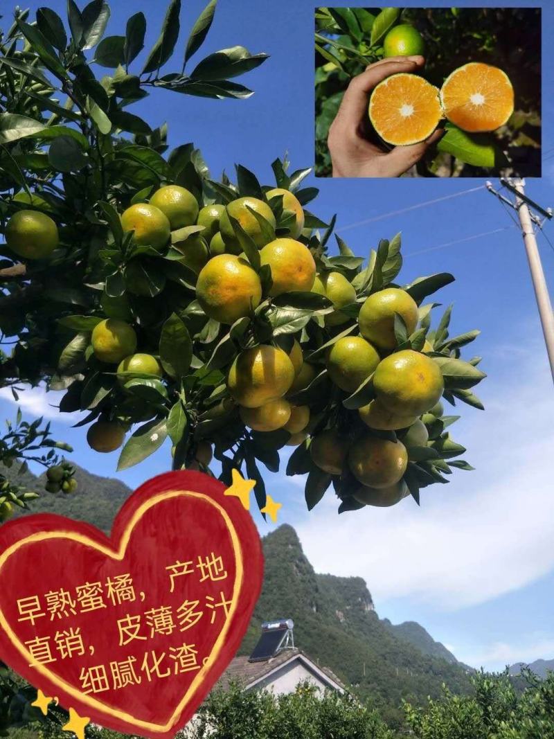 （诚信商家）优质蜜橘高山蜜桔产地直发，品种齐全，可视频看货