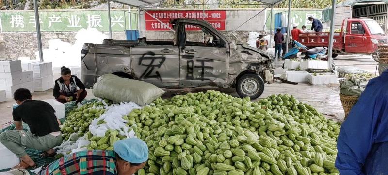 万亩佛手瓜，精品上市！