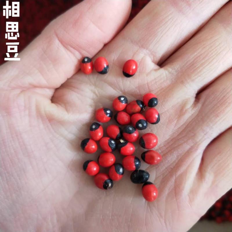 相思豆中药材孔雀豆红豆相思豆相思子美人豆鸳鸯豆