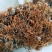 西藏野生红雪茶金丝茶鹿心红雪茶正品250g无硫新货