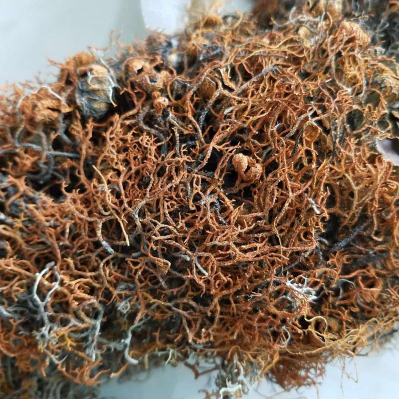 西藏野生红雪茶金丝茶鹿心红雪茶正品250g无硫新货