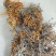 西藏野生红雪茶金丝茶鹿心红雪茶正品250g无硫新货