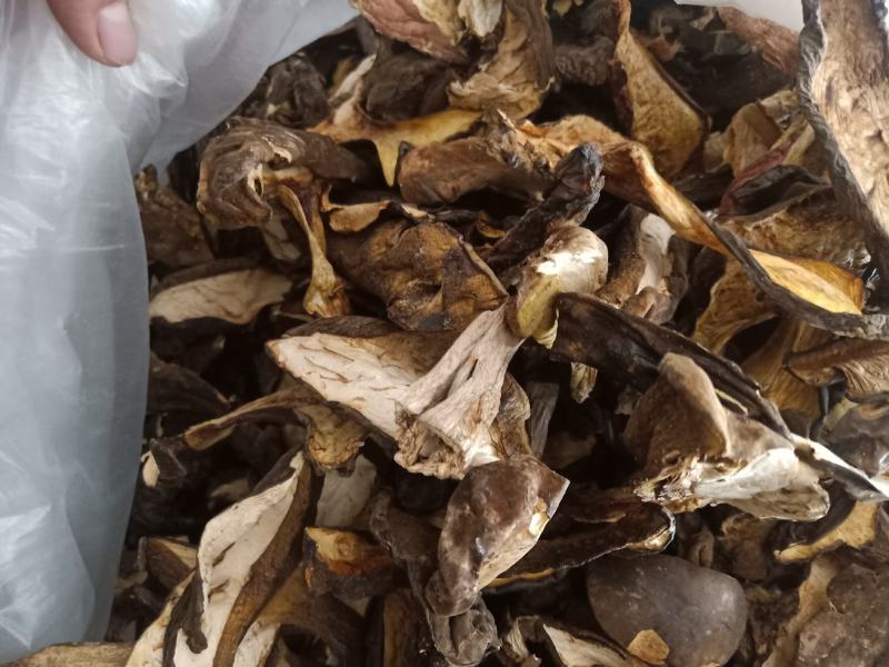 云南普洱黑牛肝菌_干货