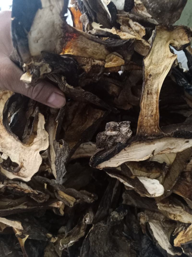 云南普洱黑牛肝菌_干货