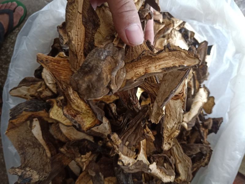 云南普洱黑牛肝菌_干货