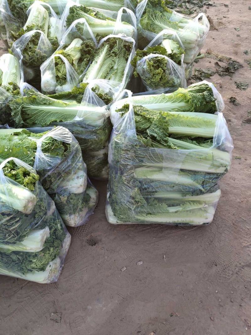 山西晋中6o白菜大量上市欢迎光临有天津绿