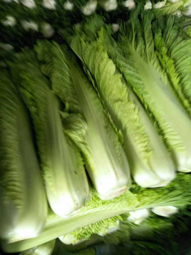 山西晋中6o白菜大量上市欢迎光临有天津绿