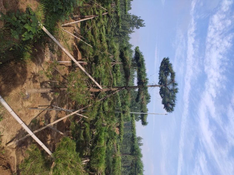 造型树造型油松造型黑松盆景迎客松平顶松供应