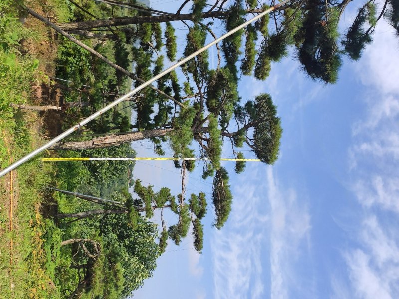 造型树造型油松造型黑松盆景迎客松平顶松供应