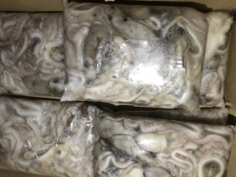 迷你八爪鱼速冻长腿迷你八爪鱼冻板八爪鱼鲜活速冻八爪鱼