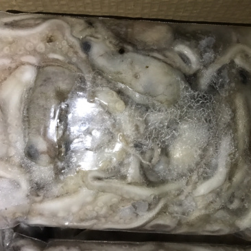 迷你八爪鱼速冻长腿迷你八爪鱼冻板八爪鱼鲜活速冻八爪鱼