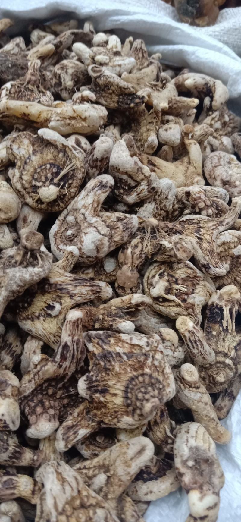 中药材野生三叉白芨白及旱白芨白芨美白1