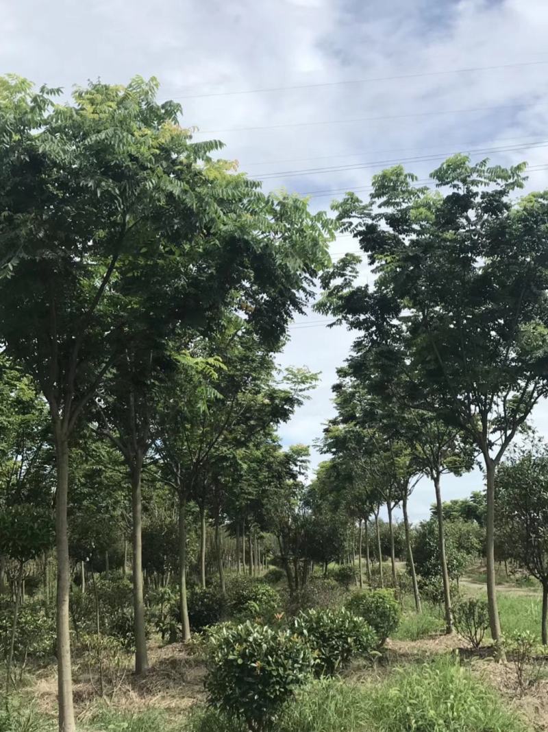 近期栾树绿化园林10公分12公分15公分栾树价格