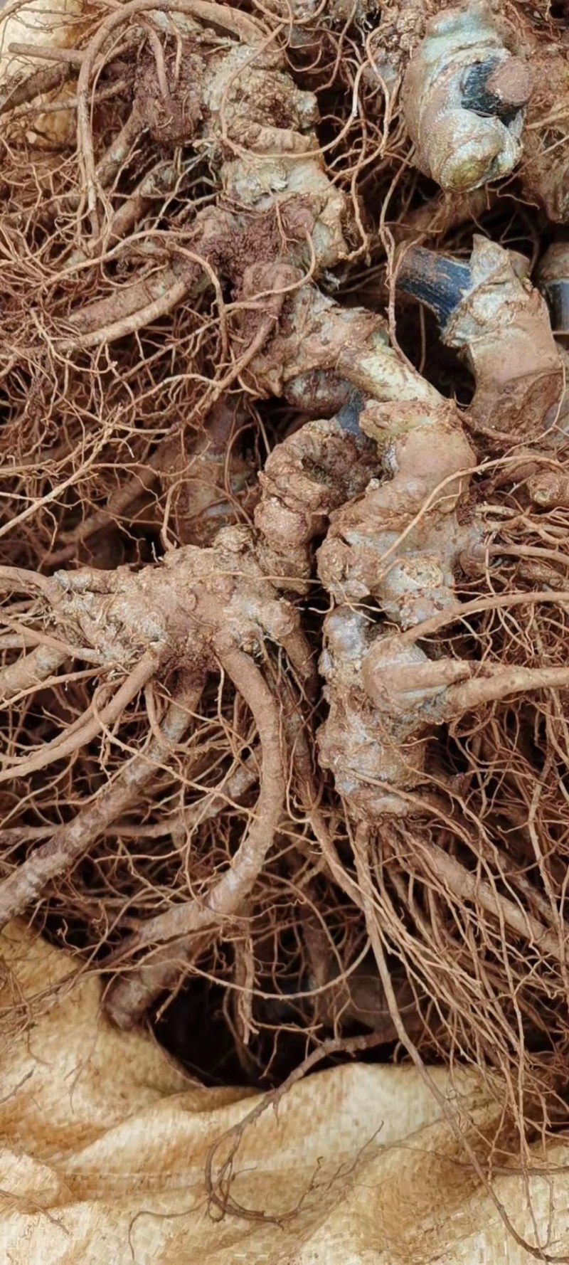 新鲜三七，要泡酒七的联系，自家的三七基地出产