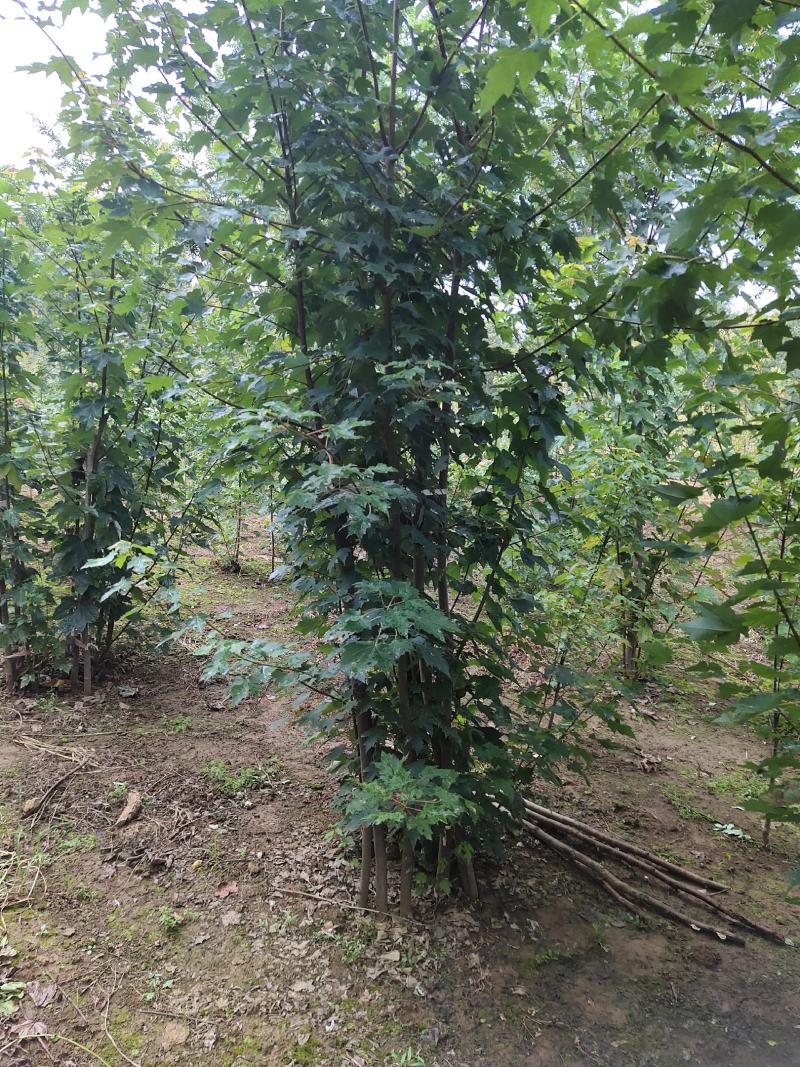红枫，红冠，红点，秋火焰，十月光辉小苗美国红枫大树
