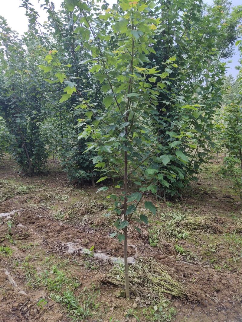 红枫，红冠，红点，秋火焰，十月光辉小苗美国红枫大树