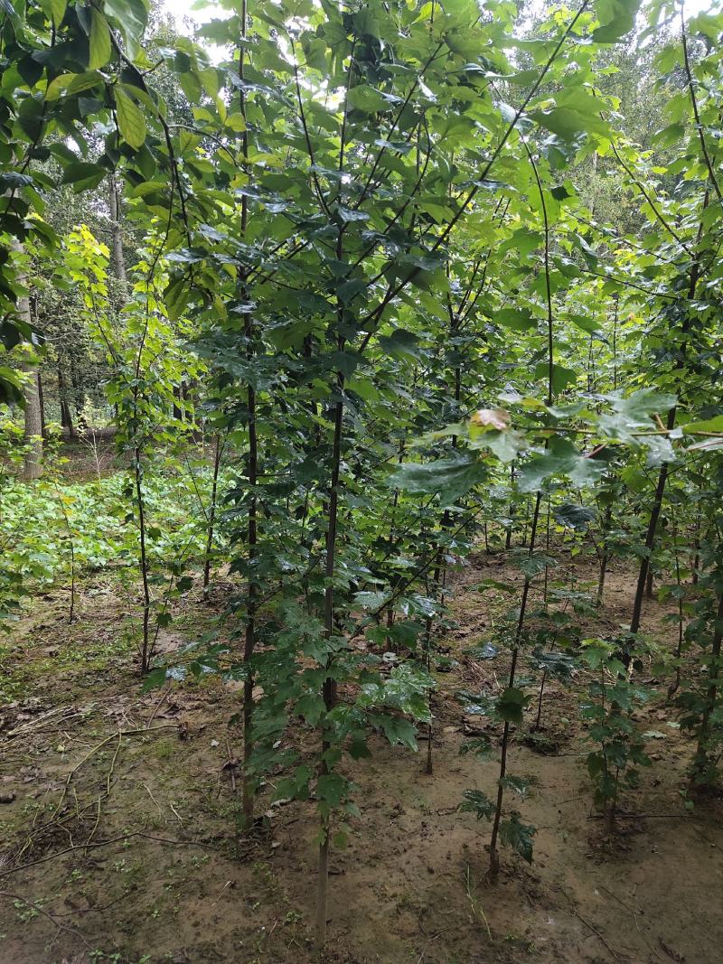 红枫，红冠，红点，秋火焰，十月光辉小苗美国红枫大树