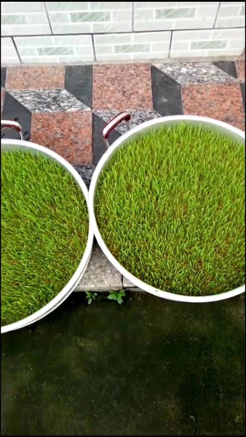 无任何添加剂纯手工制作麦芽糖