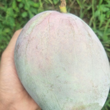 攀枝花凯特芒果产地代办代买代发供应尾期
