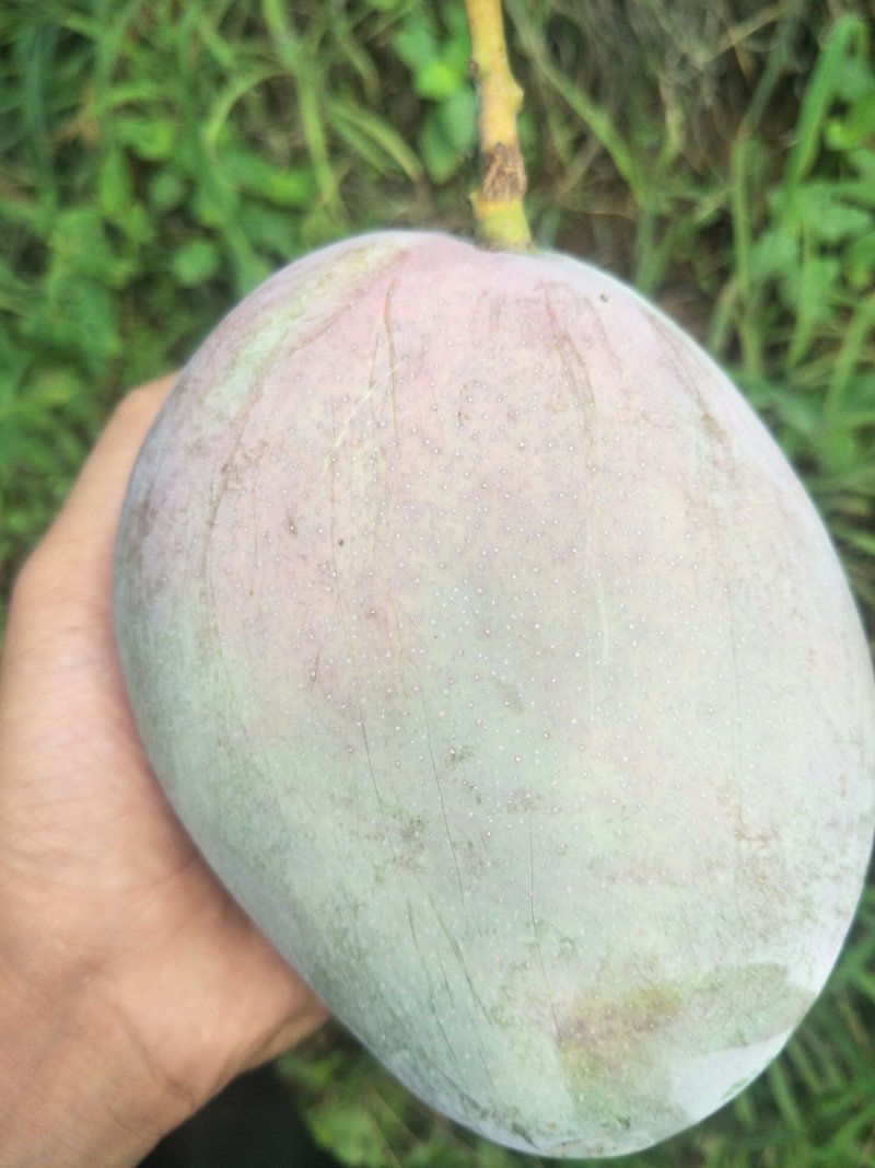 攀枝花凯特芒果产地代办代买代发供应尾期