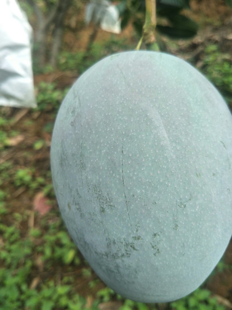 攀枝花凯特芒果产地代办代买代发供应尾期