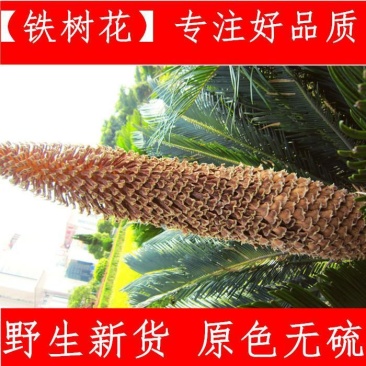 铁树花铁树花干花非铁树果铁树叶新货大雄花500g中药材