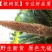 铁树花铁树花干花非铁树果铁树叶新货大雄花500g中药材
