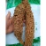 铁树花铁树花干花非铁树果铁树叶新货大雄花500g中药材