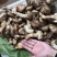 香格里拉鲜松茸二级大头菌产地一件代发空运包邮