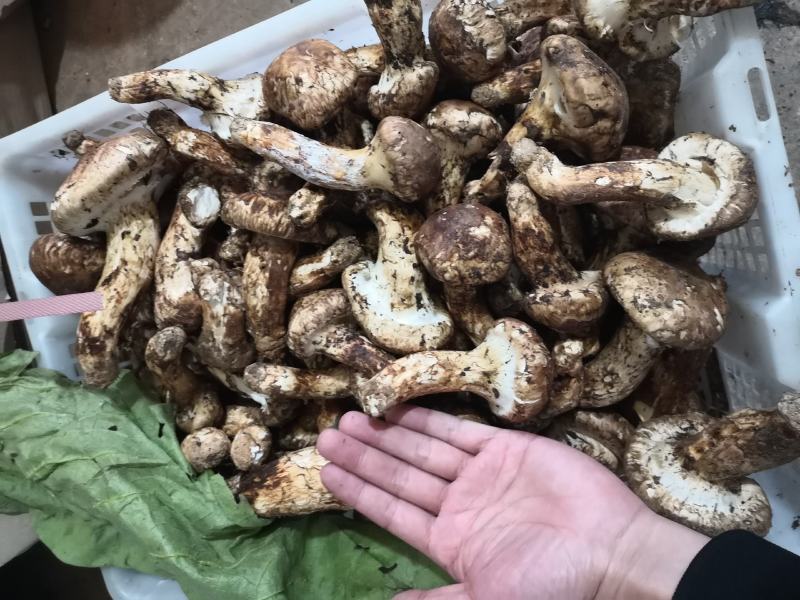 香格里拉鲜松茸二级大头菌产地一件代发空运包邮